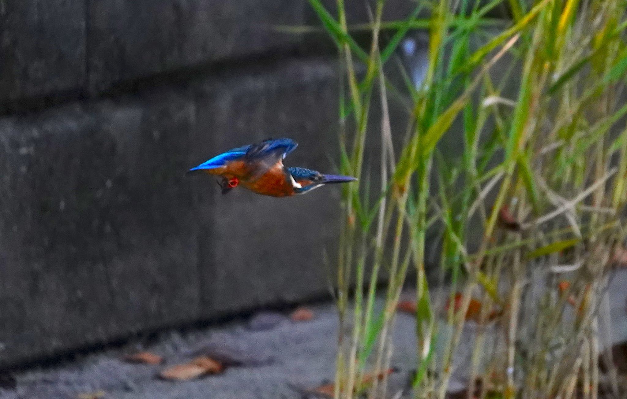 飛行なうなカワセミくん