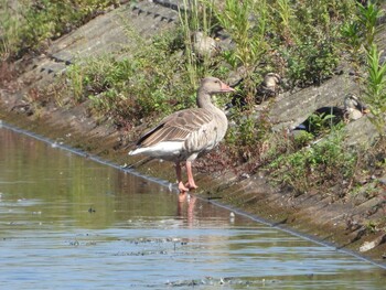 2021年10月2日(土) 稲美町の野鳥観察記録