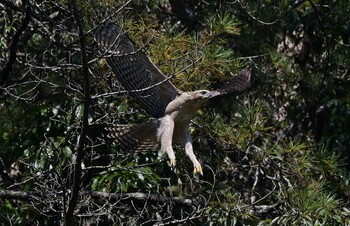 クマタカ 場所が不明 撮影日未設定