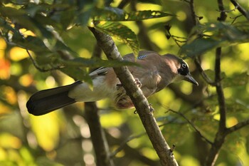 Eurasian Jay 井頭公園 Thu, 9/23/2021