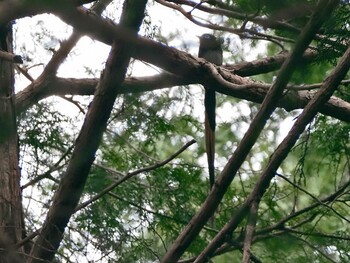 Black Paradise Flycatcher 栃木県民の森 Sat, 5/15/2021