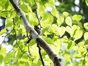 ルリビタキ 北八ヶ岳カモシカの森 2021年7月11日(日)