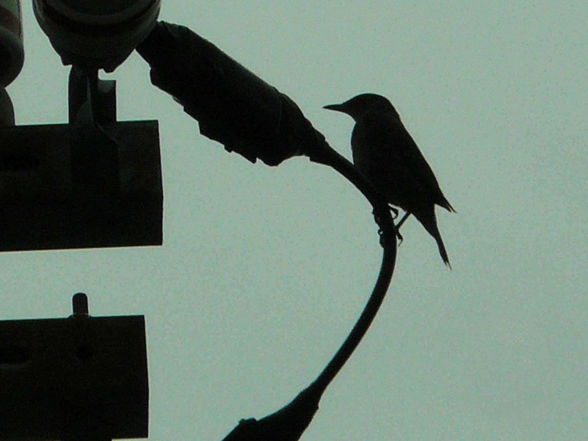 裾野 イソヒヨドリの写真 by koshi