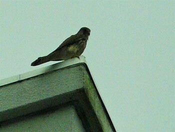 2021年9月14日(火) 裾野の野鳥観察記録