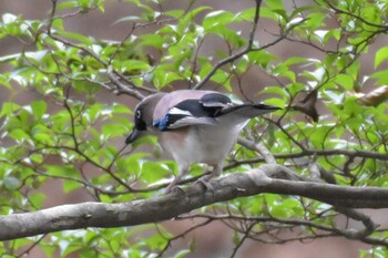 Eurasian Jay 峰山高原リラクシアの森 Wed, 9/29/2021