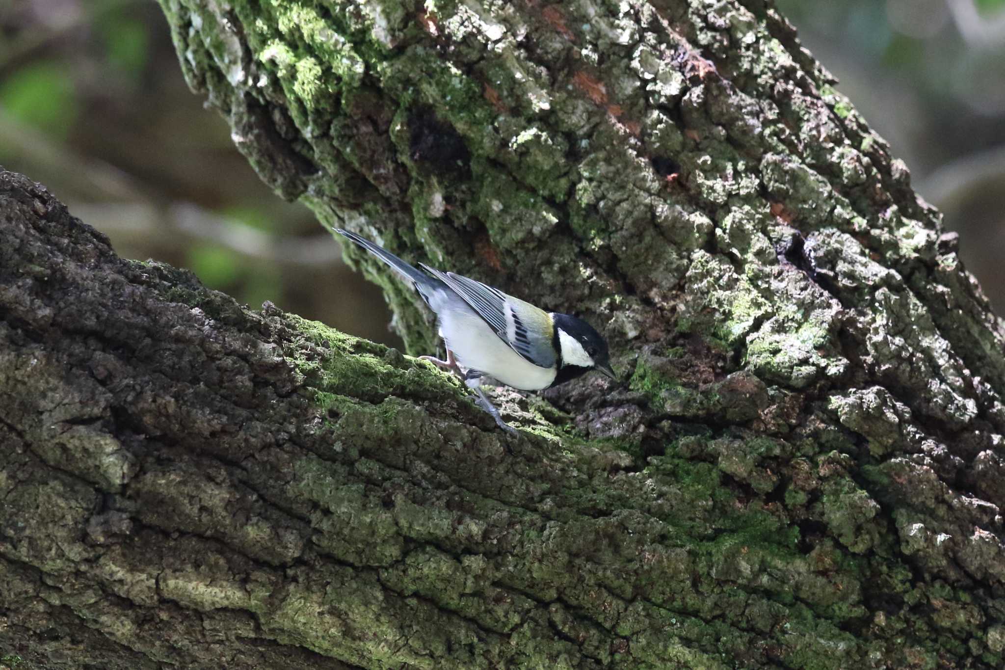 明石公園のシジュウカラ