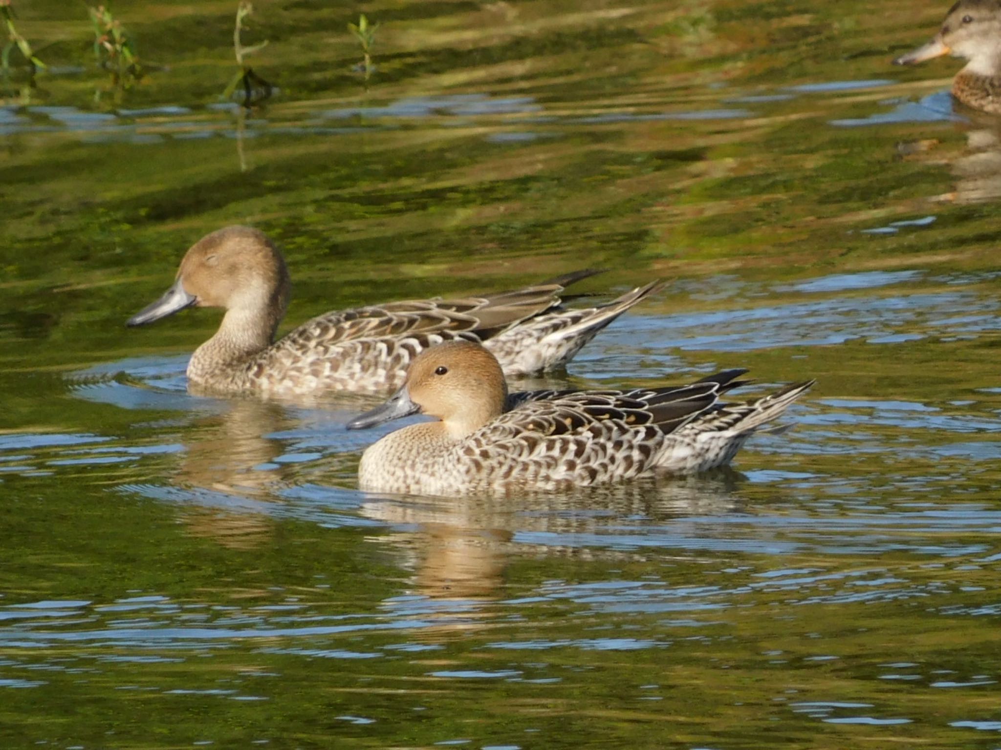 東京港野鳥公園 オナガガモの写真