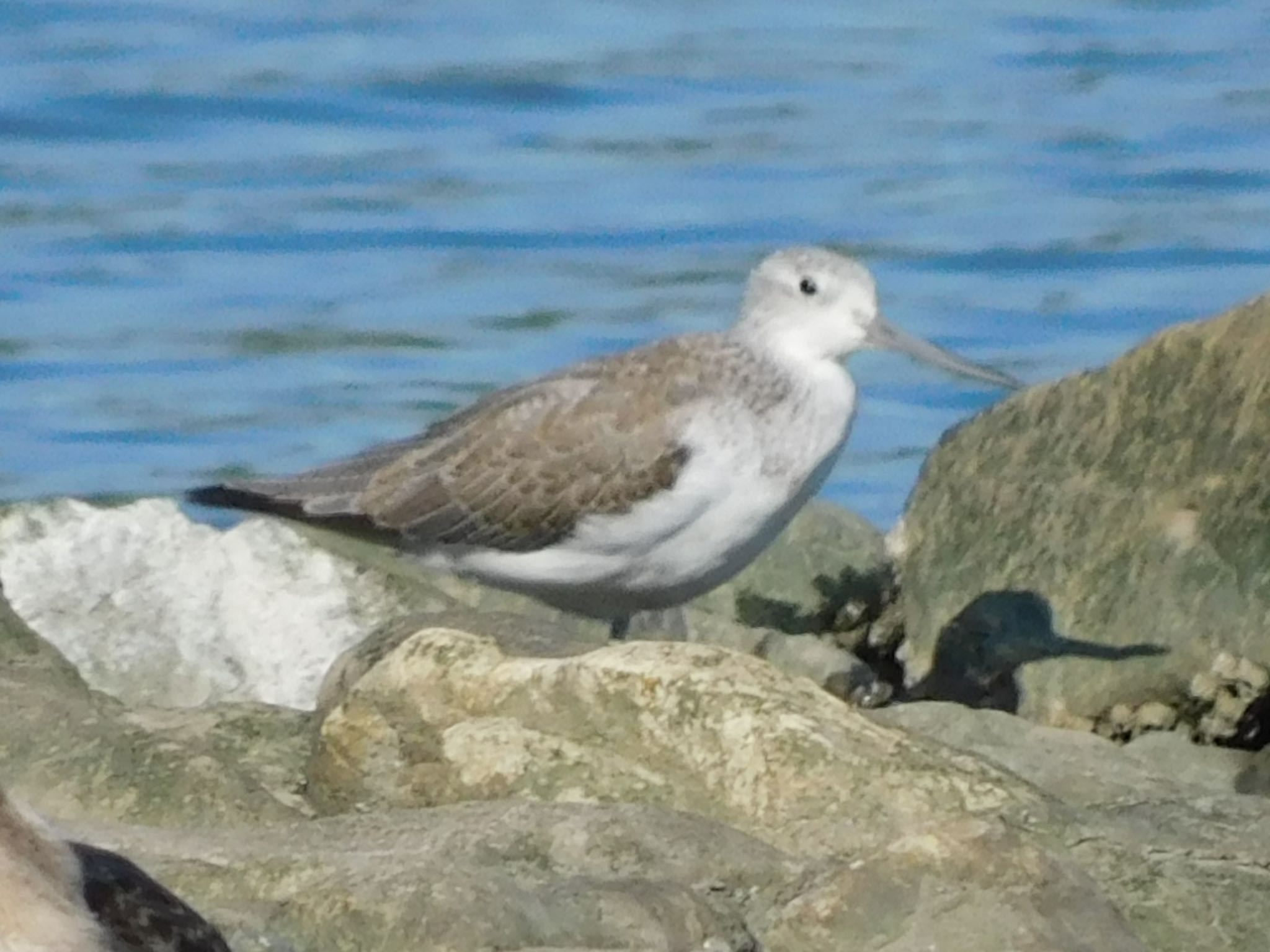 東京港野鳥公園 アオアシシギの写真