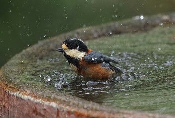 2021年9月30日(木) 権現山(弘法山公園)の野鳥観察記録