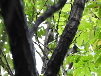 ハシブトガラ 奥林匹克森林公園(北京) 2021年10月6日(水)