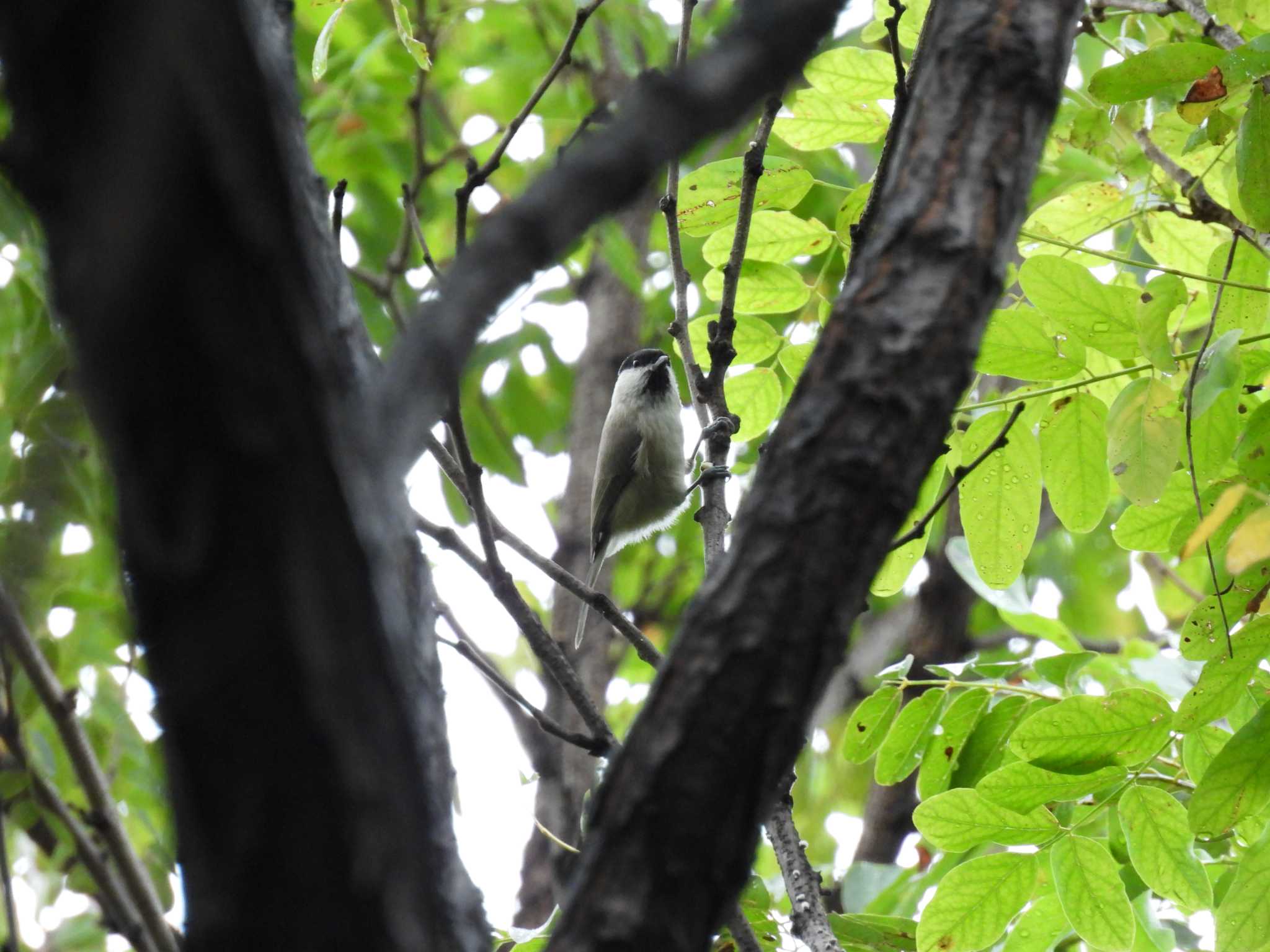 Marsh Tit