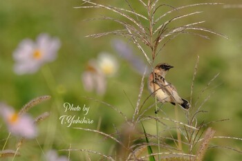 2021年10月6日(水) 恩智川治水緑地の野鳥観察記録