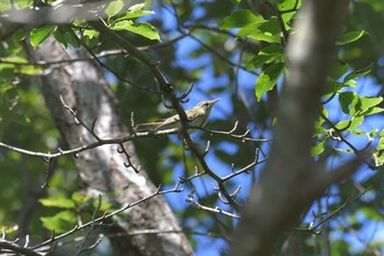 メボソムシクイ 滋賀県希望が丘文化公園 2021年10月6日(水)