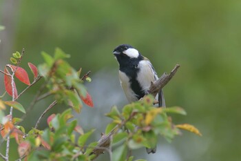 シジュウカラ 滋賀県希望が丘文化公園 2021年10月6日(水)