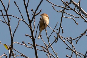 2021年10月3日(日) 三ツ池公園(横浜市鶴見区)の野鳥観察記録