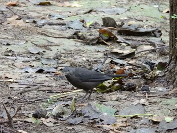 Chinese Blackbird 奥林匹克森林公園(北京) Wed, 10/6/2021