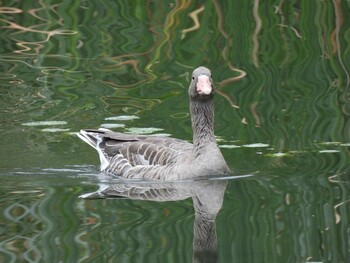 ハイイロガン 奥林匹克森林公園(北京) 2021年10月6日(水)