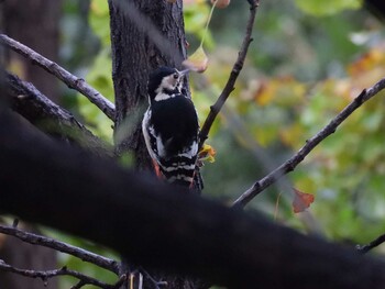 Wed, 10/6/2021 Birding report at 奥林匹克森林公園(北京)