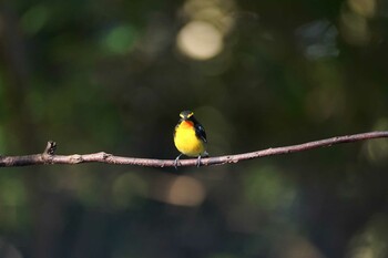 キビタキ 権現山(弘法山公園) 2021年10月3日(日)