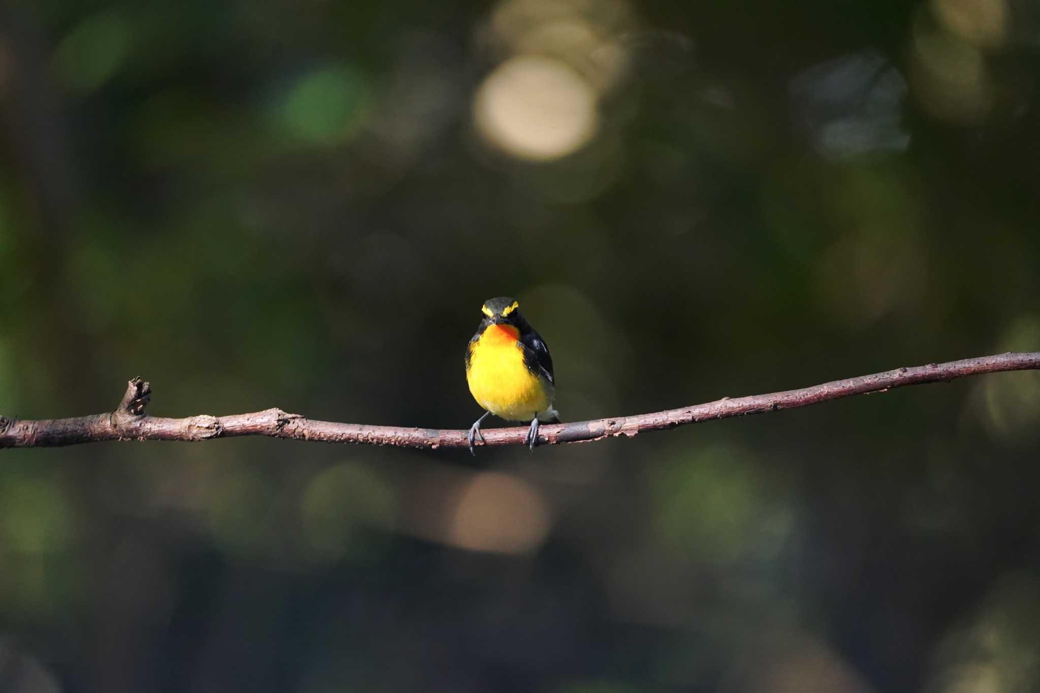 権現山(弘法山公園) キビタキの写真 by A-robin