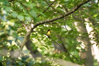 キビタキ 権現山(弘法山公園) 2021年10月3日(日)