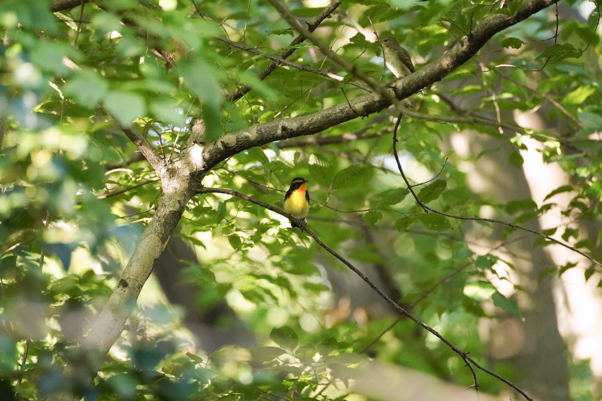 権現山(弘法山公園) キビタキの写真 by A-robin