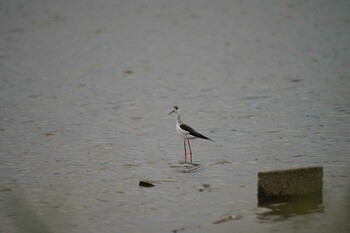 2021年10月6日(水) 潟ノ内(島根県松江市)の野鳥観察記録