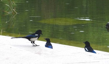 カササギ 長安公園(河北省石家荘) 2021年9月18日(土)