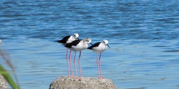 Black-winged Stilt 六郷橋緑地 Mon, 10/4/2021