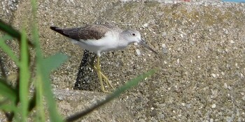 Common Greenshank 六郷橋緑地 Mon, 10/4/2021