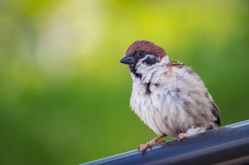 Eurasian Tree Sparrow 京都府　鴨川 Tue, 4/25/2017