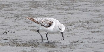 ミユビシギ ふなばし三番瀬海浜公園 2021年8月29日(日)