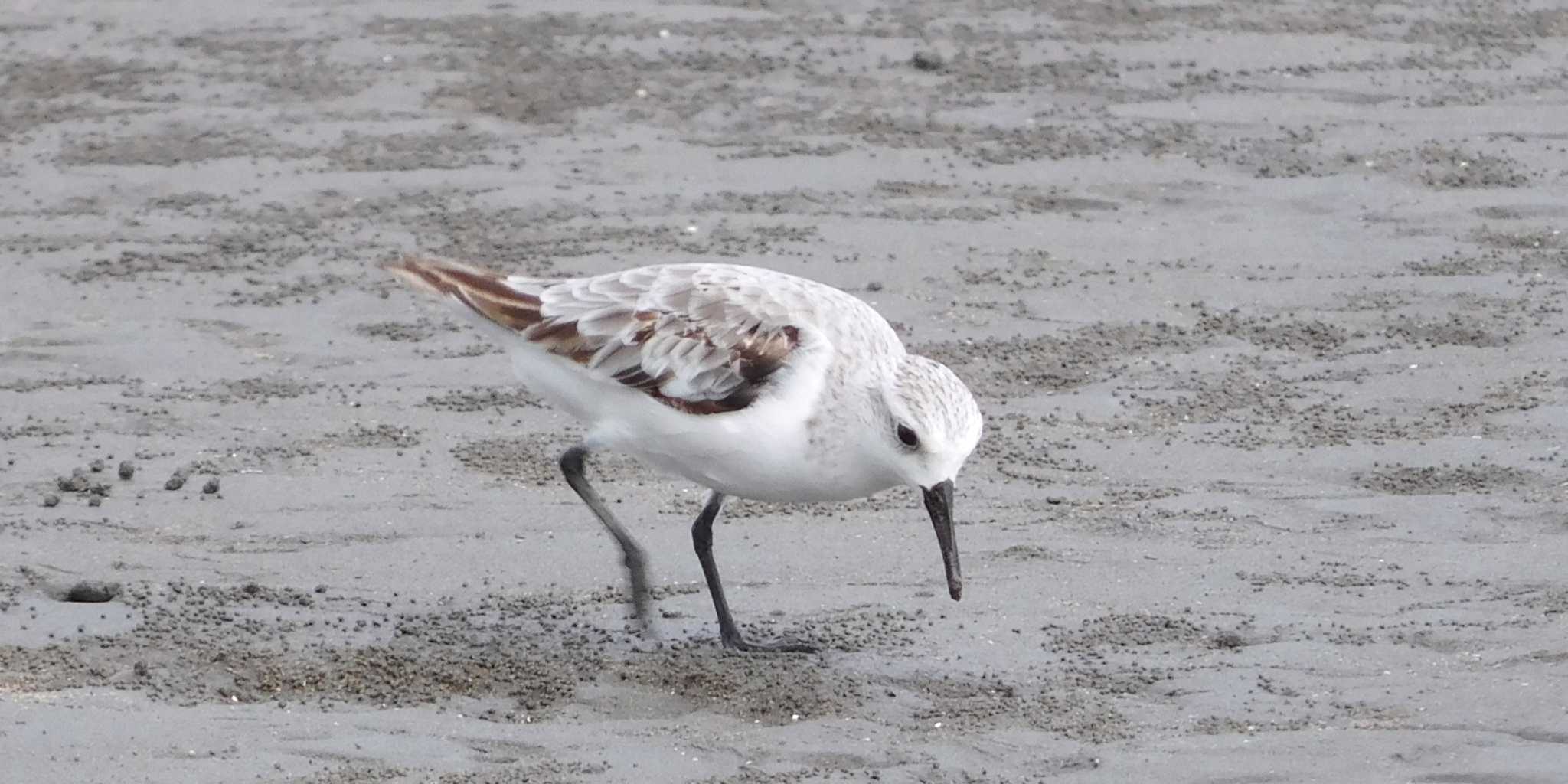 Sanderling