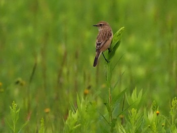 Amur Stonechat 狭山湖 Sat, 9/25/2021