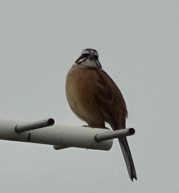 Meadow Bunting 常盤公園 Thu, 10/7/2021