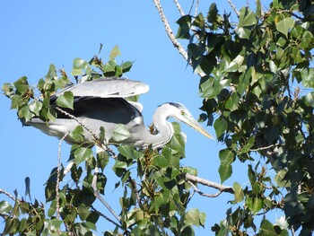 2021年10月7日(木) 朝陽公園(北京)の野鳥観察記録