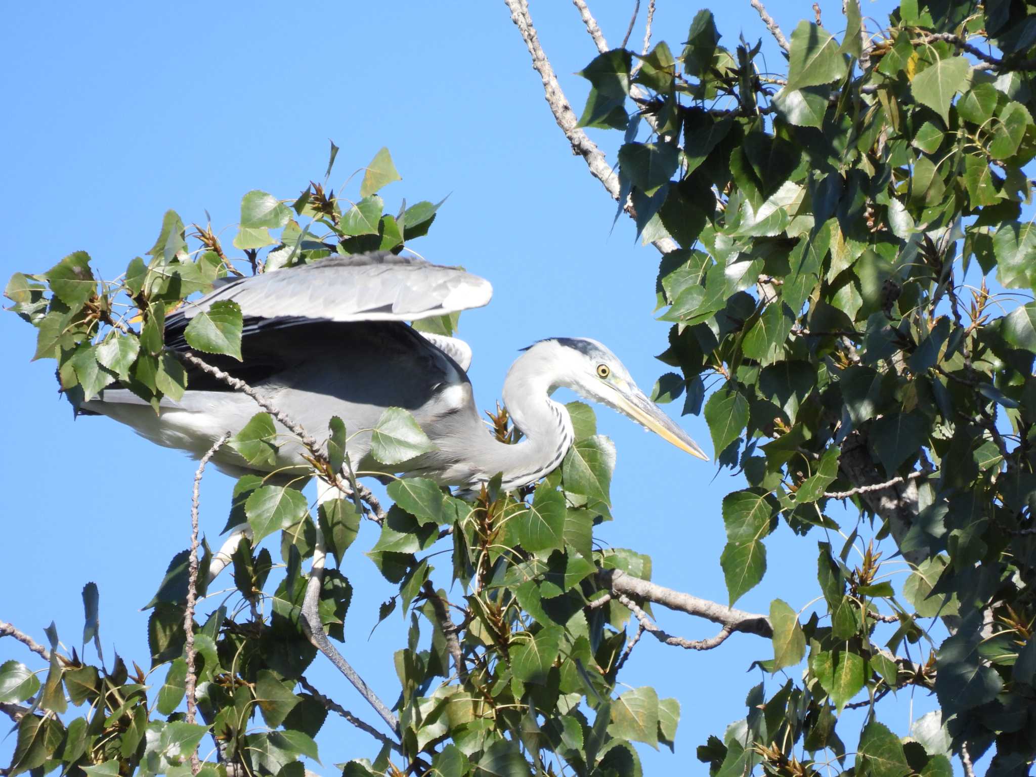 Grey Heron