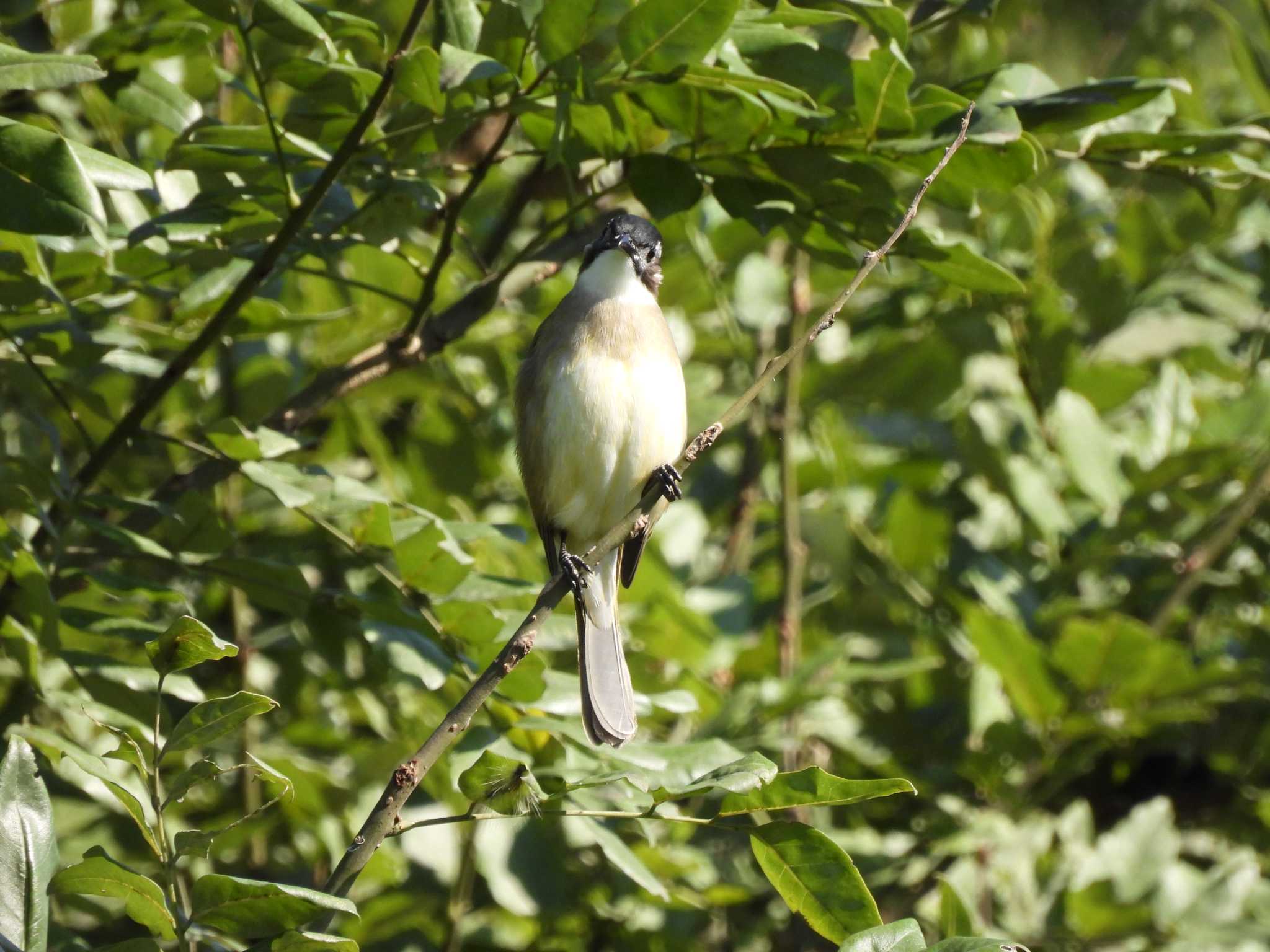 Light-vented Bulbul