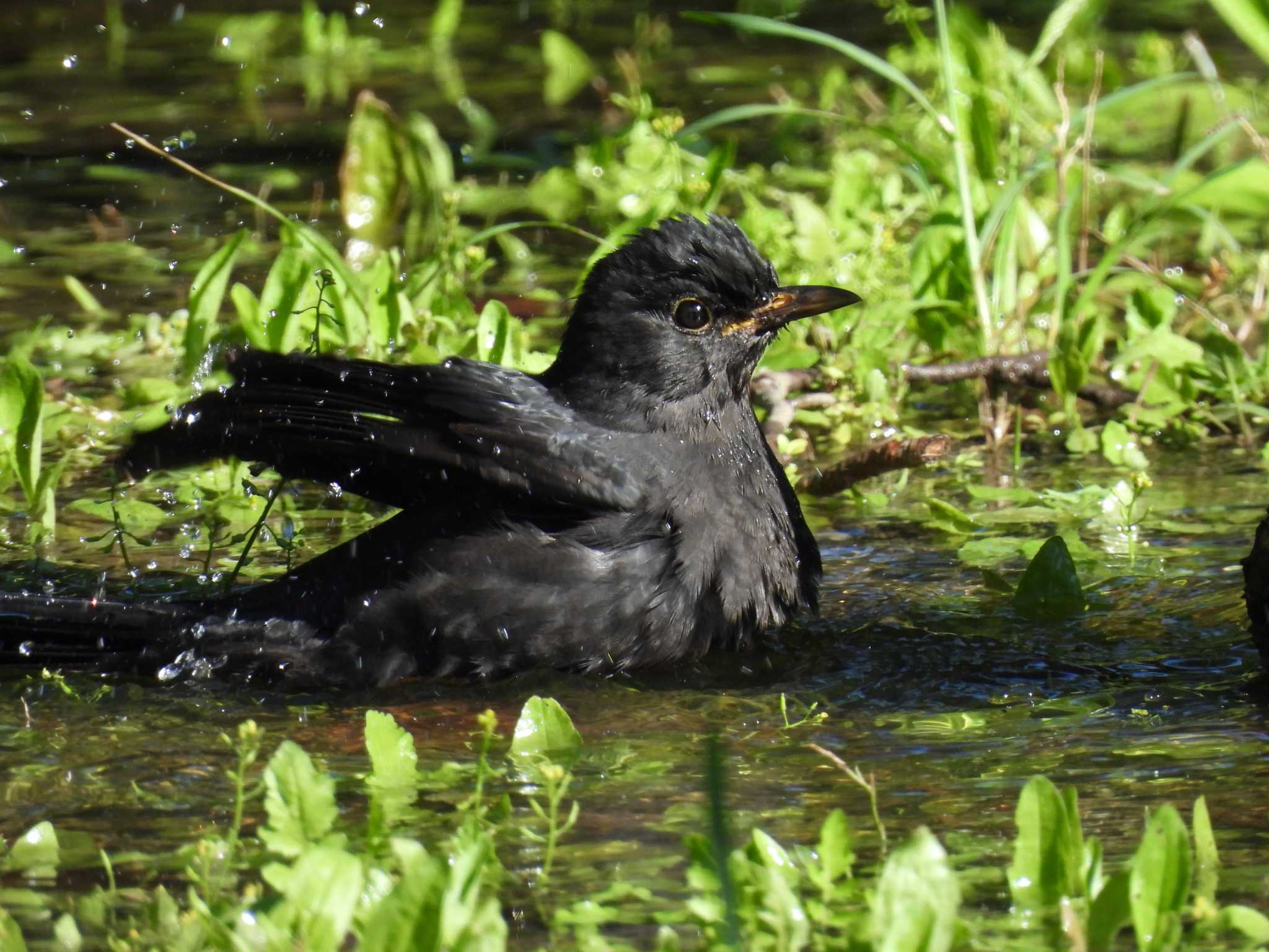 Chinese Blackbird