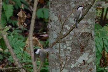 2021年10月7日(木) 福井緑地(札幌市西区)の野鳥観察記録