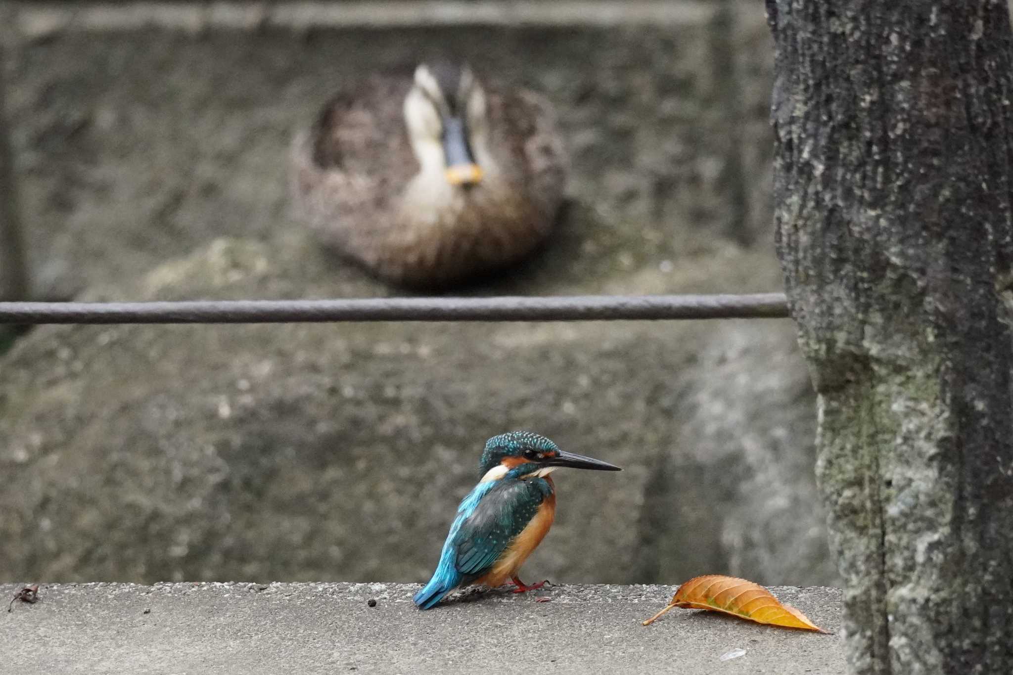 埼玉県 カワセミの写真 by どばと