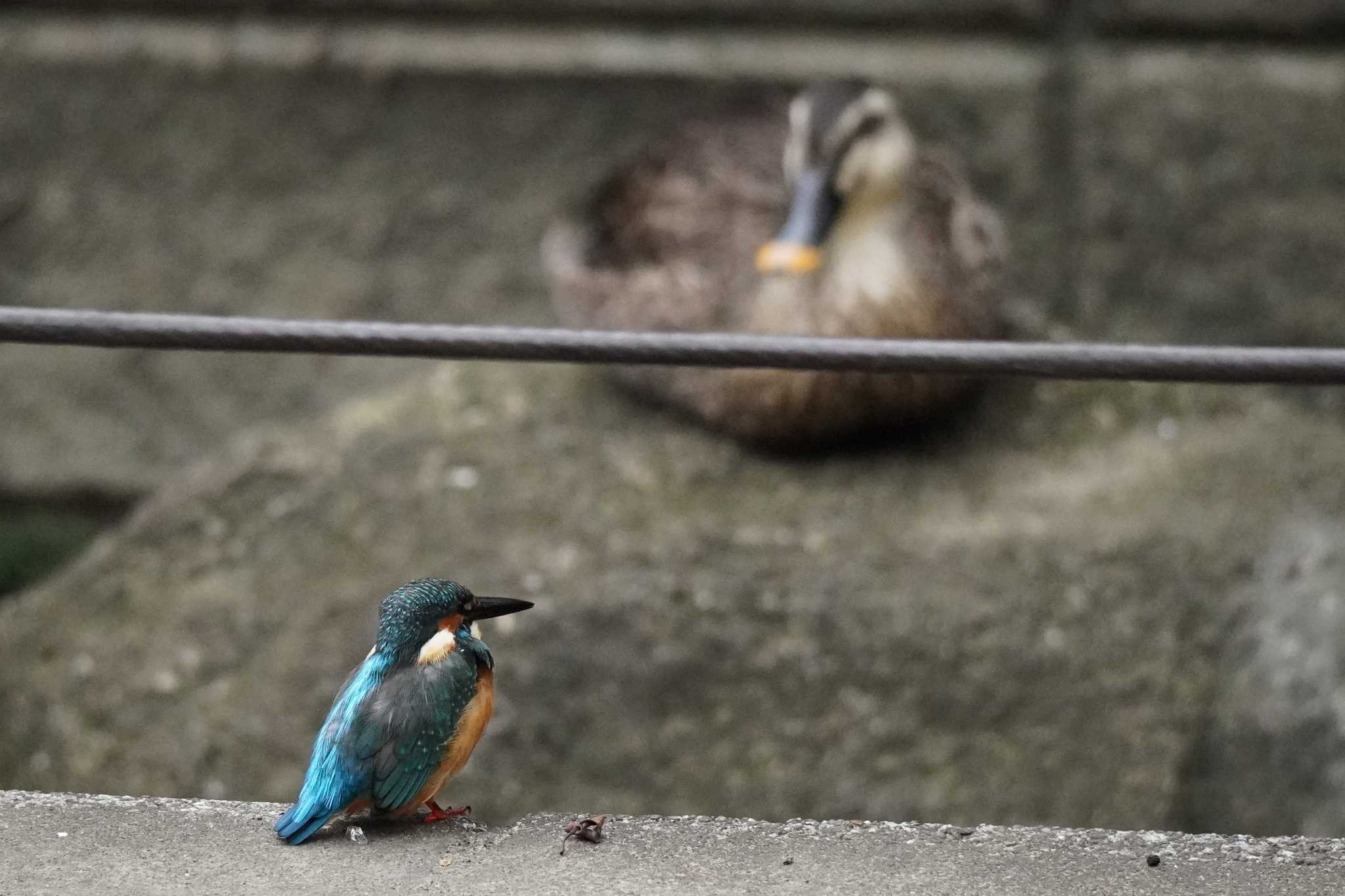 埼玉県 カワセミの写真 by どばと