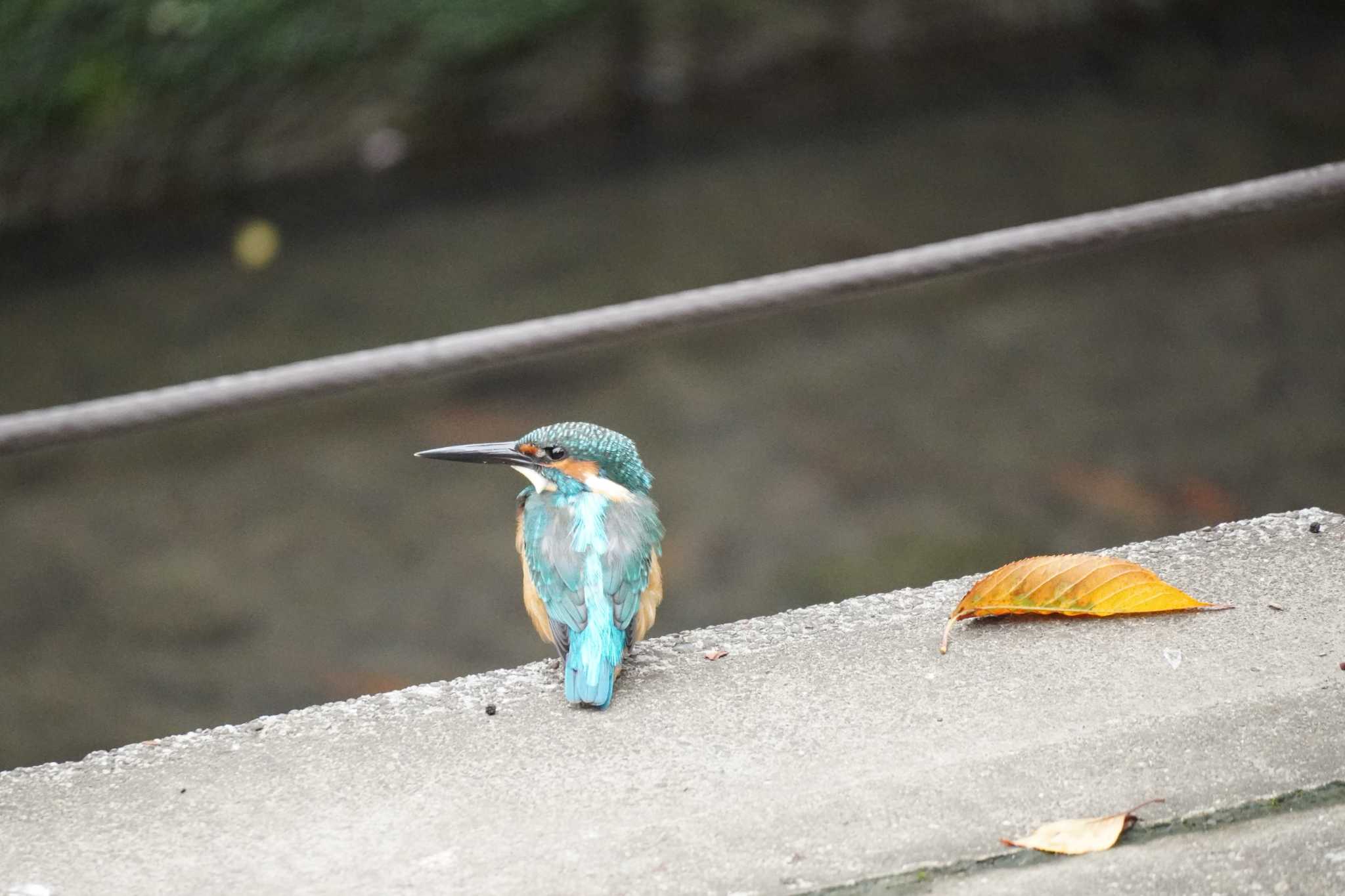 埼玉県 カワセミの写真 by どばと