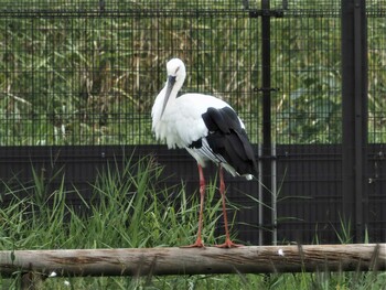 コウノトリ コウノトリの里(野田市) 2021年10月7日(木)