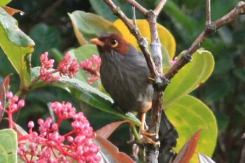 ボルネオチャガシラガビチョウ キナバル公園 2018年8月29日(水)