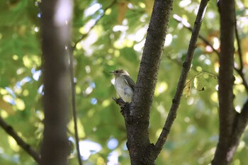 キビタキ 舎人公園 2021年10月2日(土)