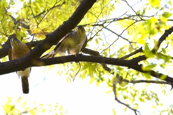 ツミ 大田区 2017年4月25日(火)