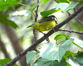 2021年9月30日(木) 中国石家荘封龍山の野鳥観察記録