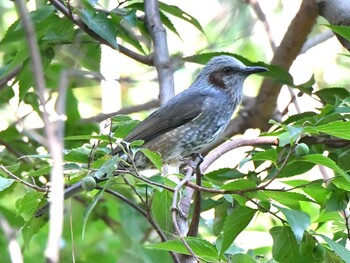 2021年10月7日(木) 用宗海浜公園の野鳥観察記録