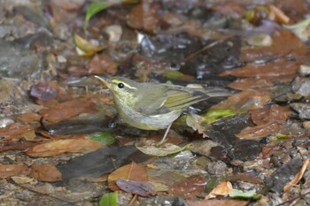 Japanese Leaf Warbler ささやまの森公園(篠山の森公園) Thu, 10/7/2021